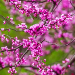 Cascading Hearts Redbud Tree -Plant Sale Shop Cascading Hearts Redbud 3