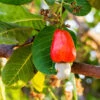 Cashew Tree 2 Cashew Tree -Plant Sale Shop Cashew Nut Tree FGT 600x600 ae50f6a6 ab86 49a6 a9b6 65c6a211e420