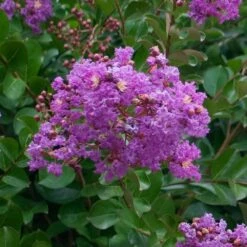 Catawba Crape Myrtle Tree -Plant Sale Shop Catawba Crape Myrtle 1 FGT
