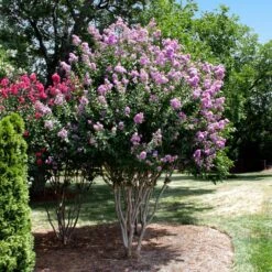 Catawba Crape Myrtle Tree -Plant Sale Shop Catawba Crape Myrtle 4 FGT