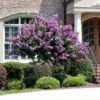 Catawba Crape Myrtle Tree 1 Catawba Crape Myrtle Tree -Plant Sale Shop Catawba Crape Myrtle FGT 600x600 66b50869 8d4b 4805 a639 1cb85f8da0d9