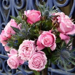 Cathedral Bells Rose 8 Cathedral Bells Rose -Plant Sale Shop Cathedral Bells Rose Tree 2