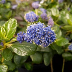 Yankee Point California Lilac 8 Yankee Point California Lilac -Plant Sale Shop Ceanothus Yankee Point 1