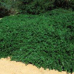 Yankee Point California Lilac 9 Yankee Point California Lilac -Plant Sale Shop Ceanothus Yankee Point 5