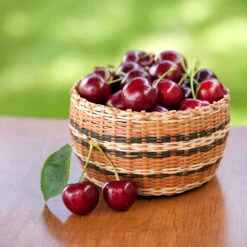 New Release -Plant Sale Shop Chelan Cherry 2