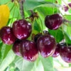Chelan Cherry Tree -Plant Sale Shop Chelan Cherry FGT 600x600 8ed39dcf a247 42da 8378 1f92dcf80e46