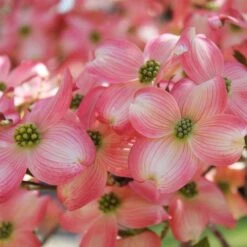 Cherokee Brave Dogwood 8 Cherokee Brave Dogwood -Plant Sale Shop Cherokee Brave Dogwood 3 FGT