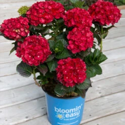 Cherry-Go-Round™ Hydrangea 12 Cherry-Go-Round™ Hydrangea -Plant Sale Shop Cherry Go Round Hydrangea 1