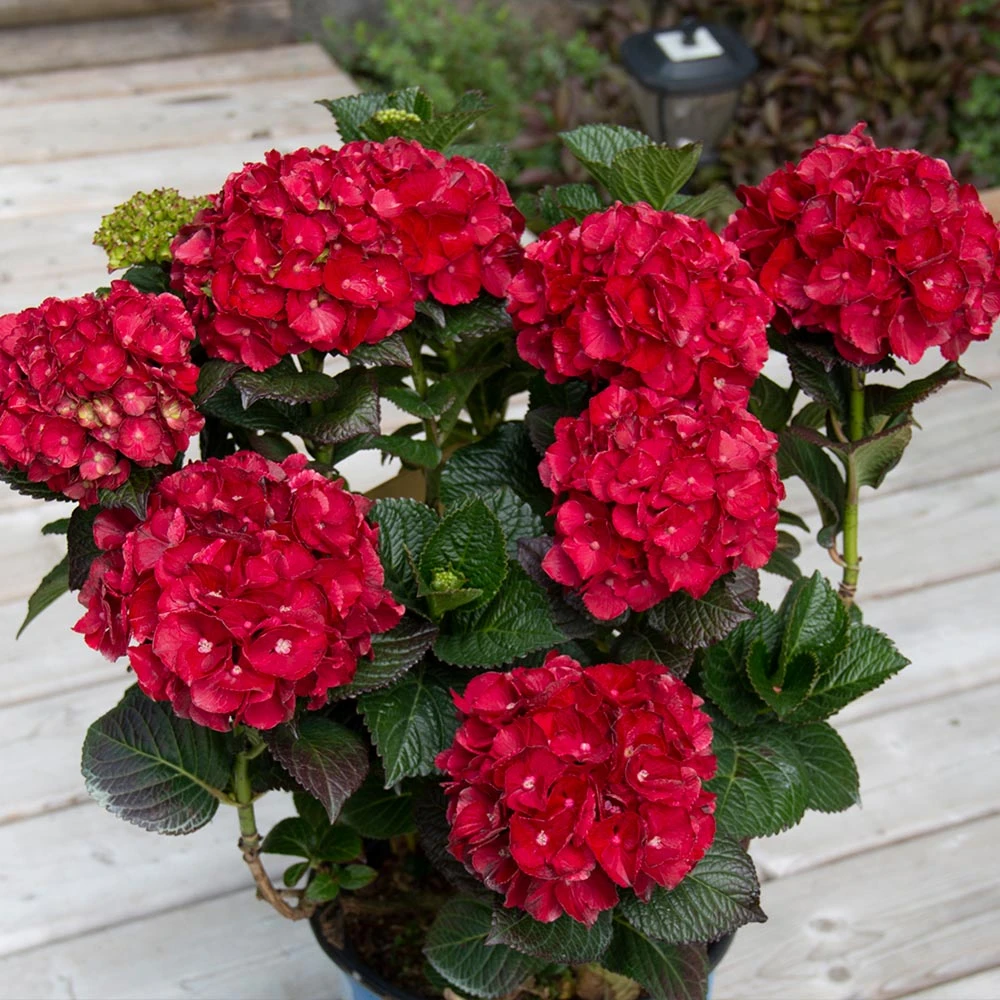 Cherry-Go-Round™ Hydrangea 4 Cherry-Go-Round™ Hydrangea - Image 2