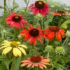 Cheyenne Spirit Echinacea (Coneflower) -Plant Sale Shop Cheyenne SPirit Coneflower FGT 600x600 4979c64a 4fbe 4583 acae 047be515583b