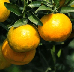 Chinotto Sour Orange Tree 7 Chinotto Sour Orange Tree -Plant Sale Shop Chinotto Sour Orange Tree 450 D1