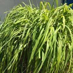 Citronella Grass (Cymbopogon Nardus) -Plant Sale Shop Citronella GRass 4 FGT