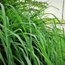 Citronella Grass (Cymbopogon Nardus) -Plant Sale Shop Citronella GRass 5