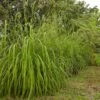 Citronella Grass (Cymbopogon Nardus) 2 Citronella Grass (Cymbopogon Nardus) -Plant Sale Shop Citronella GRass FGT 600x600 b10313b7 b834 4295 9524 780e9024abec
