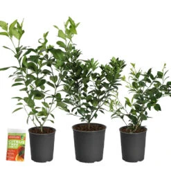 All-in-One Citrus Starter Kit 7 All-in-One Citrus Starter Kit -Plant Sale Shop Citrus Starter Kit 2