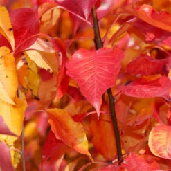 Cleveland Pear Tree 12 Cleveland Pear Tree -Plant Sale Shop Cleveland Pear 9 FGT