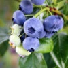 Climax Blueberry -Plant Sale Shop Climax Blueberry 600x600 7714f4df f6bc 419c 8100 ff1766e63362