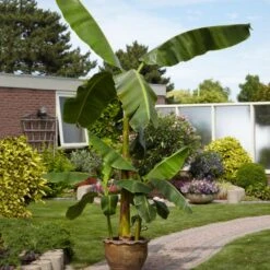 Cold Hardy Banana Tree -Plant Sale Shop Cold Hardy Banana Tree 1