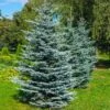 Colorado Blue Spruce Tree 1 Colorado Blue Spruce Tree -Plant Sale Shop Colorado BLue Spruce 600x600 FGT