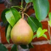 Comice Pear Tree 1 Comice Pear Tree -Plant Sale Shop Comice Pear FGT 600x600 60b83431 5172 4869 a985 6d5b77fbab58