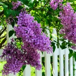 Common Purple Lilac -Plant Sale Shop Common Purple Lilac 3