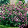 Common Purple Lilac -Plant Sale Shop Common Purple Lilac FGT 600x600 8e137b8d abef 48a3 8327 d8f559832398
