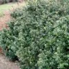 Compacta Japanese Holly Shrub 2 Compacta Japanese Holly Shrub -Plant Sale Shop Compacta Holly 600x600 e05b0316 28ef 4fcf 94c4 5087edca450f