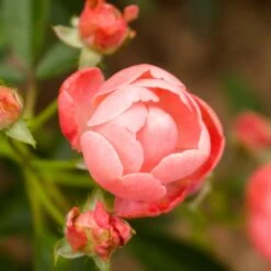 Coral Knock Out® Rose Shrub 9 Coral Knock Out® Rose Shrub -Plant Sale Shop Coral Knockout Rose 2 FGT