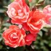Coral Knock Out® Rose Shrub 1 Coral Knock Out® Rose Shrub -Plant Sale Shop Coral Knockout Rose FGT 600x600 648fed75 c4bc 4987 93a6 de7b93aadabc