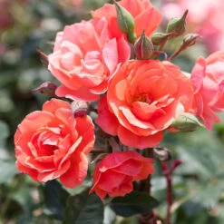 Coral Knock Out® Rose Tree 7 Coral Knock Out® Rose Tree -Plant Sale Shop Coral Knockout Rose Tree 1