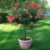Coral Knock Out® Rose Tree 2 Coral Knock Out® Rose Tree -Plant Sale Shop Coral Knockout Rose Tree 600x600 05e0cc69 e956 4022 80fb c98c8cc707a2