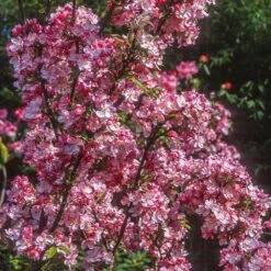 Coralburst® Crabapple 7 Coralburst® Crabapple -Plant Sale Shop Coralbust Crabapple 1