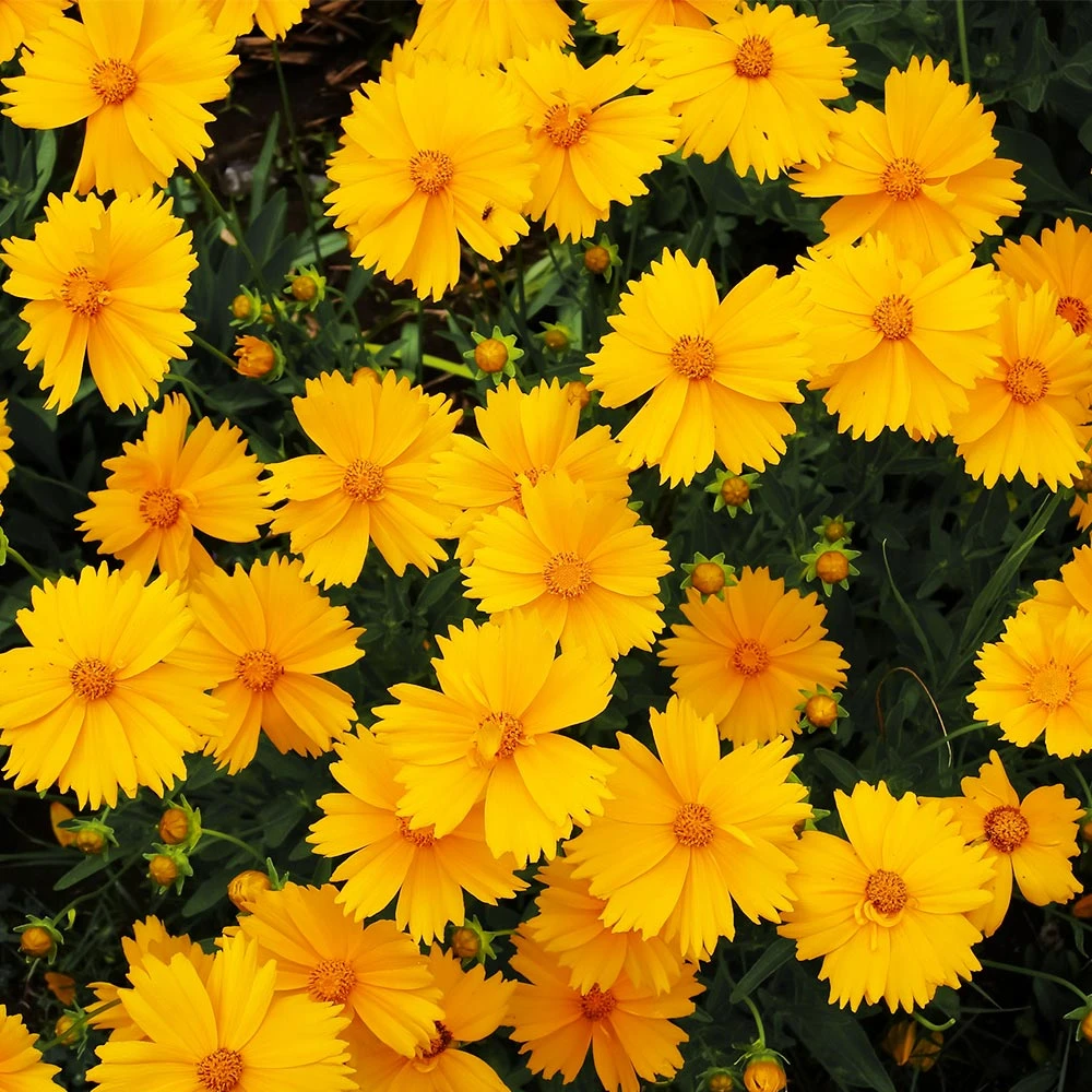 Nana Coreopsis (Tickseed) Plant 4 Nana Coreopsis (Tickseed) Plant - Image 2