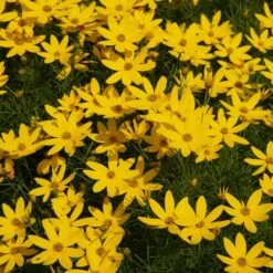 Threadleaf Coreopsis Plant 9 Threadleaf Coreopsis Plant -Plant Sale Shop Coreopsis Zagreb 1