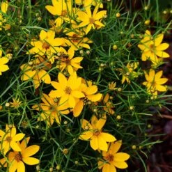Threadleaf Coreopsis Plant 8 Threadleaf Coreopsis Plant -Plant Sale Shop Coreopsis Zagreb 3 FGT