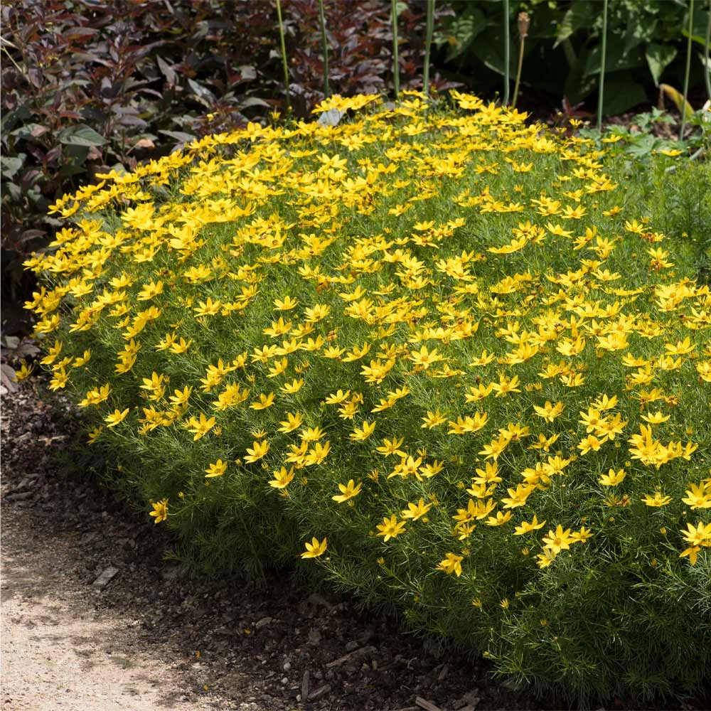 Threadleaf Coreopsis Plant 4 Threadleaf Coreopsis Plant - Image 2