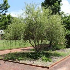 Corkscrew Willow Tree 10 Corkscrew Willow Tree -Plant Sale Shop Corkscrew Willow 1