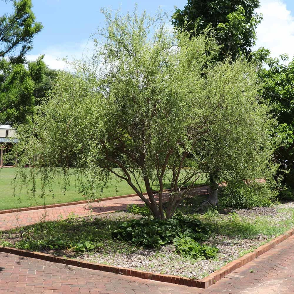 Corkscrew Willow Tree 5 Corkscrew Willow Tree - Image 3