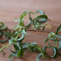 Corkscrew Willow Tree 12 Corkscrew Willow Tree -Plant Sale Shop Corkscrew Willow 2