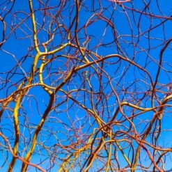 Corkscrew Willow Tree 13 Corkscrew Willow Tree -Plant Sale Shop Corkscrew Willow 6