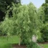 Corkscrew Willow Tree 2 Corkscrew Willow Tree -Plant Sale Shop Corkscrew Willow FGT 600x600 98e00d96 a189 43b0 87e6 dd2ecee62aac