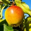 Cox's Orange Pippin Apple Tree -Plant Sale Shop Coxs Orange Pippen FGT 600x600 65b7eab2 8aba 4949 9b04 4b7cb624ed71