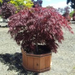 Crimson Queen Japanese Maple -Plant Sale Shop Crimson Queen Japanese Maple 1