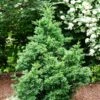 Black Dragon Cryptomeria 2 Black Dragon Cryptomeria -Plant Sale Shop Cryptomeria Black Dragon FGT 600x600 9cd5898a a453 4463 8500 45fbd2c94a22