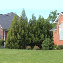 Cryptomeria Radicans 14 Cryptomeria Radicans -Plant Sale Shop Cryptomeria Radicans 6