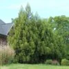 Yoshino Japanese Cedar 2 Yoshino Japanese Cedar -Plant Sale Shop Cryptomeria Yoshino FGT 600x600 f6fd6716 bc05 496c 9aa4 eb10a2750c8f