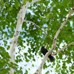 Dakota Pinnacle Birch Tree 9 Dakota Pinnacle Birch Tree -Plant Sale Shop Dakota Pinnacle Birch 5