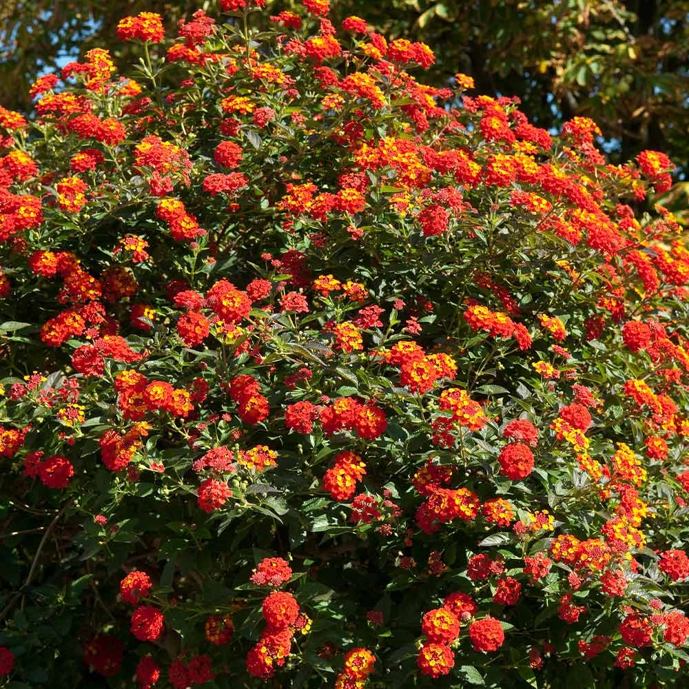 Dallas Red Lantana 6 Dallas Red Lantana - Image 4