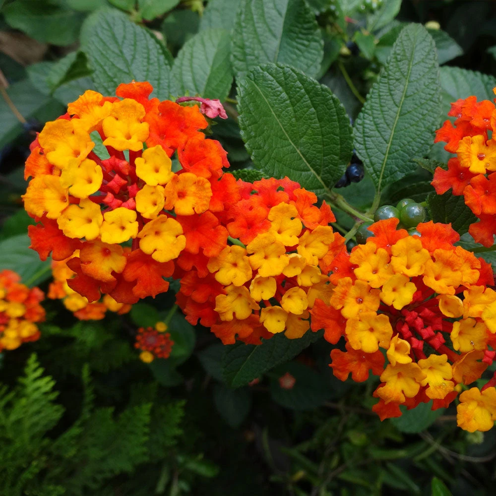 Dallas Red Lantana 7 Dallas Red Lantana - Image 5