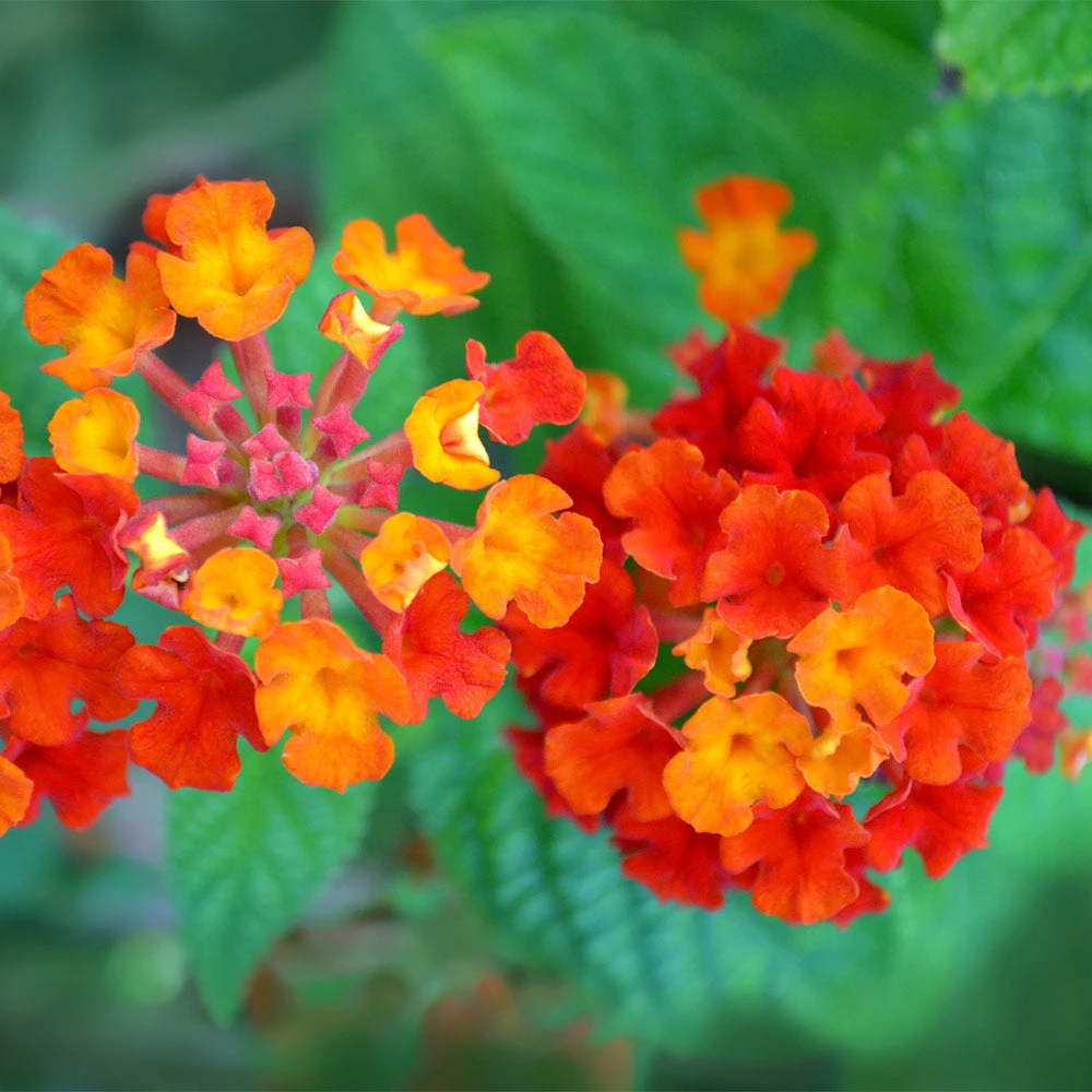 Dallas Red Lantana 5 Dallas Red Lantana - Image 3